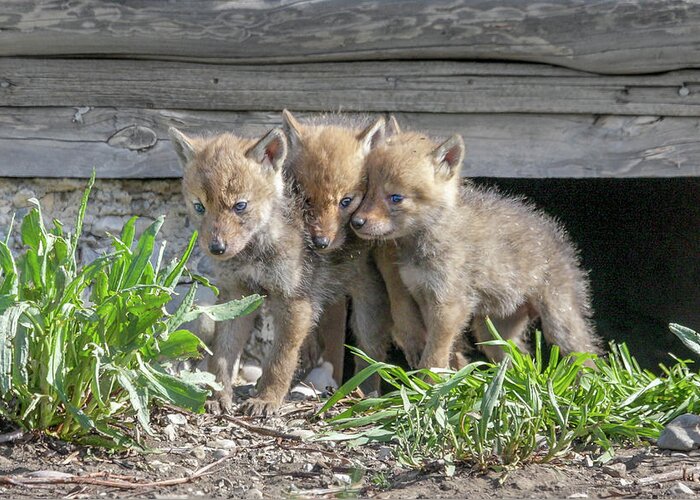 Coyote Greeting Card featuring the photograph Coyote Pups by Ronnie And Frances Howard