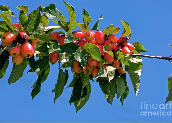 Crab Apple Greeting Card featuring the photograph Crab Apple (malus Sp.) by Dr Keith Wheeler/science Photo Library
