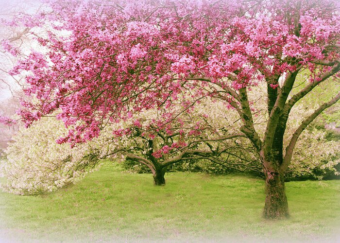 Spring Greeting Card featuring the photograph Crabapple Confection by Jessica Jenney
