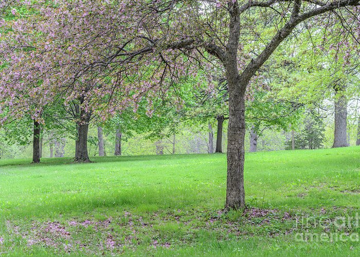 Crabapple Tree Greeting Card featuring the photograph Crabapple Tree in Spring by Tamara Becker