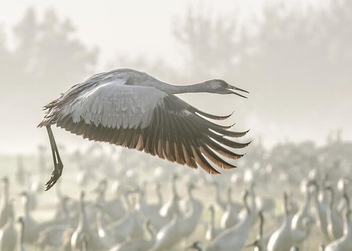 Nature Greeting Card featuring the photograph Crane In Flight... by Natalia Rublina