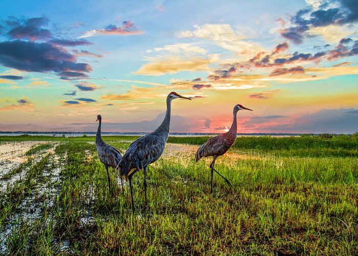 Clouds Greeting Card featuring the photograph Cranes at Sunset by Debra and Dave Vanderlaan