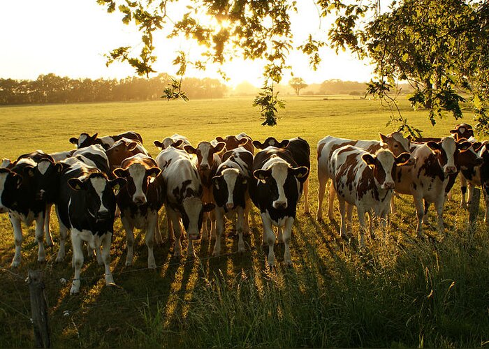 Shadow Greeting Card featuring the photograph Crowded Cows by Bob Van Den Berg Photography