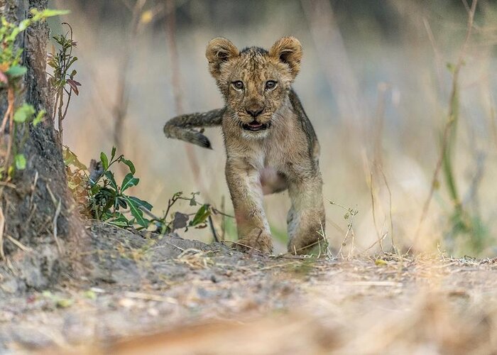 Cub Greeting Card featuring the photograph Cub - South Luangwa by Giuseppe D\\'amico