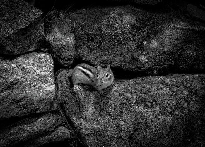 Animal Greeting Card featuring the photograph Curious Baby Chipmunk by Bob Orsillo