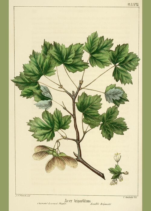 Currant Leaved Maple Greeting Card featuring the drawing Currant Leaved Maple by Unknown