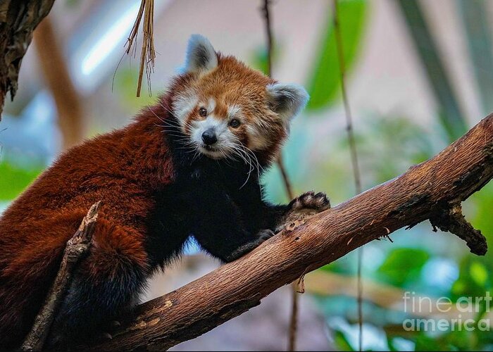 Panda Greeting Card featuring the photograph Cute Red Panda by Susan Rydberg