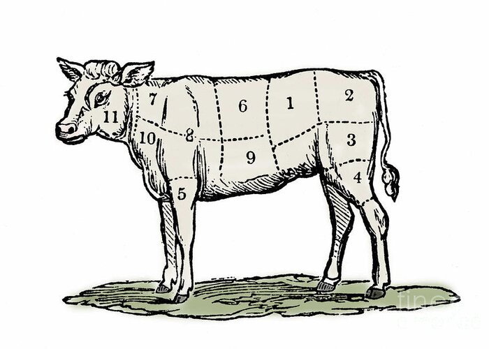 Cow Greeting Card featuring the drawing Cuts of Veal by European School