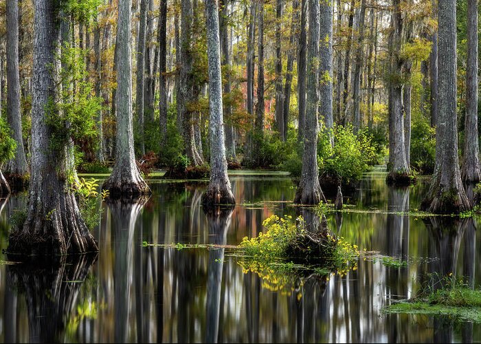 Cypress Gardens Greeting Card featuring the photograph Cypress Gardens Fall Color by Donnie Whitaker