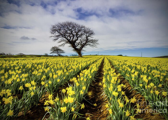 Yellow Greeting Card featuring the photograph Daffodil Field by Ian Mitchell