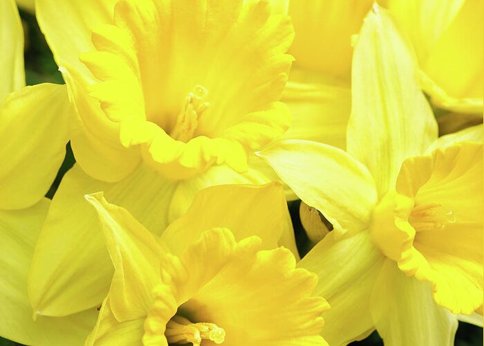 Easter Greeting Card featuring the photograph Daffodil Yellow by Earleliason