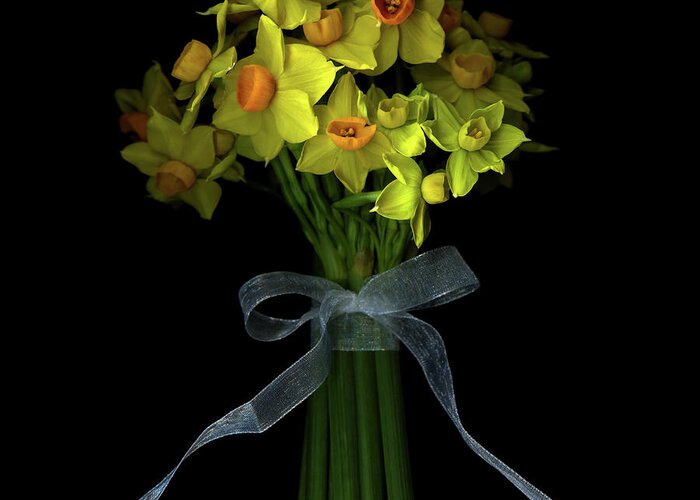 Black Background Greeting Card featuring the photograph Daffodils by Photograph By Magda Indigo