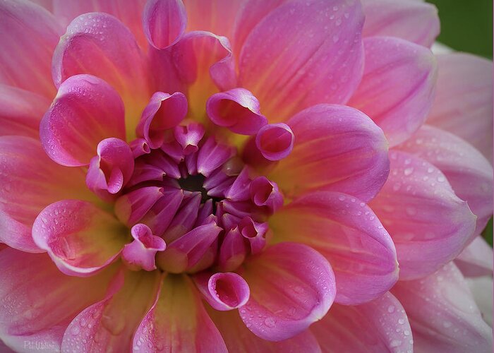Dahlia Greeting Card featuring the photograph Dahlia Diva by Pat Watson