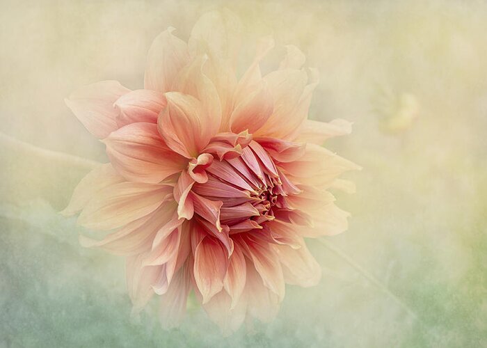 Dahlia Greeting Card featuring the photograph Dahlia by Jacky Parker