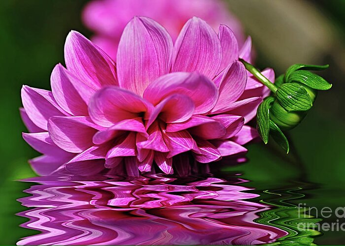 Dahlia On Water Greeting Card featuring the photograph Dahlia on Water by Kaye Menner