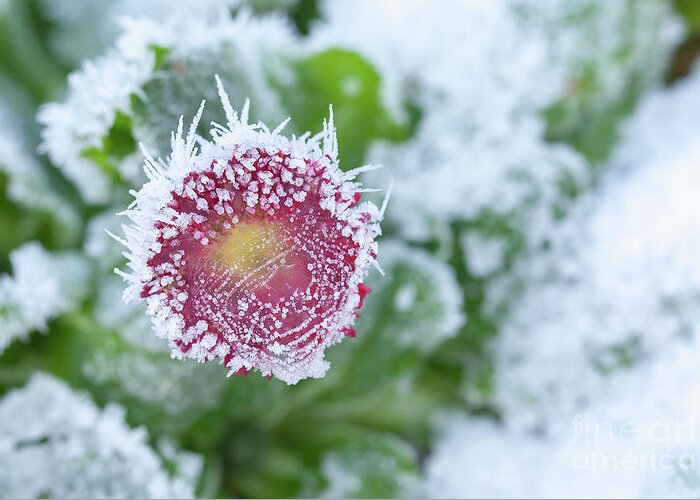 Frozen Greeting Card featuring the photograph Daisy frozen in winter garden by Simon Bratt