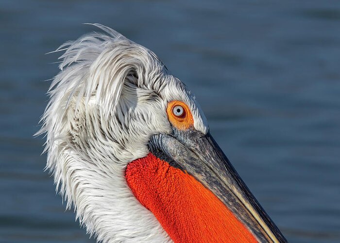 Animal Greeting Card featuring the photograph Dalmatian pelican portrait - Pelecanus crispus by Jivko Nakev