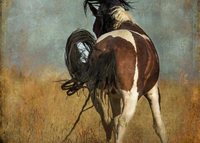 Horse Greeting Card featuring the photograph Dance by Mary Hone