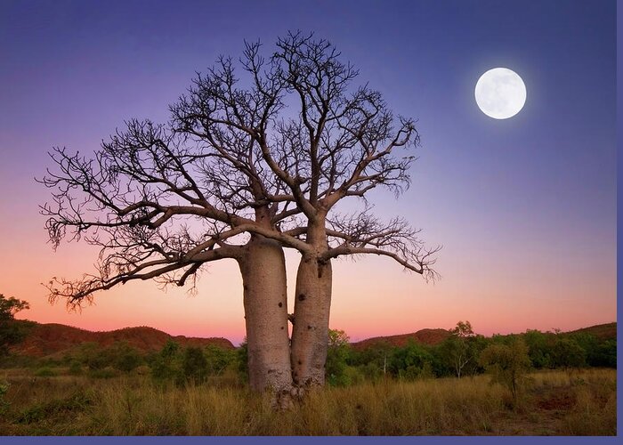 Scenics Greeting Card featuring the photograph Dancing Boabs Kununurra by Julie Fletcher