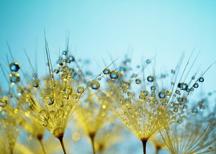 Yellow Greeting Card featuring the photograph Dandelion And Dew - Gold Abstract Macro by Thomasvogel