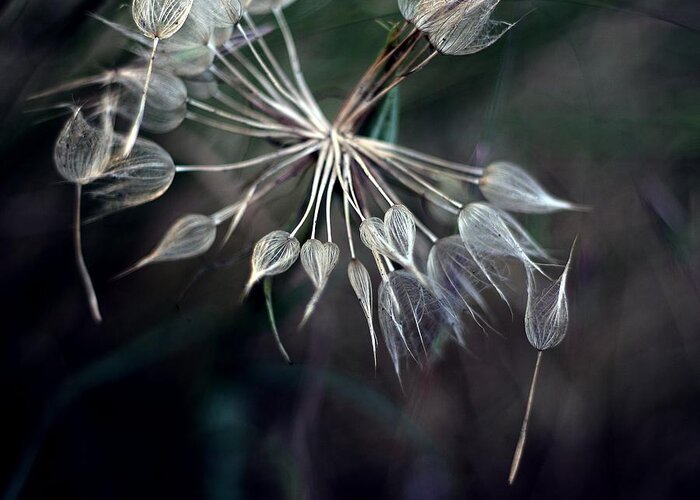 Bulgaria Greeting Card featuring the photograph Dandelion by By Julie Mcinnes