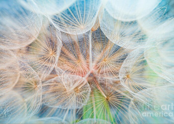 Delicate Greeting Card featuring the photograph Dandelion Insidemacro Photography by Hofhauser