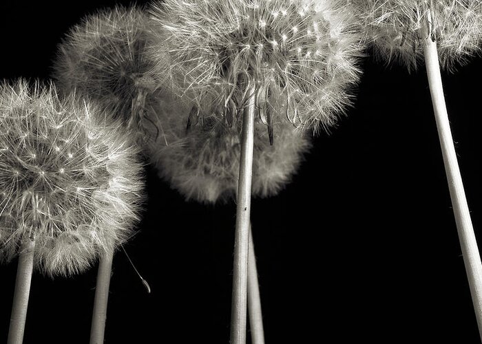 Dandelion Greeting Card featuring the photograph Dandelion by Mike Eingle