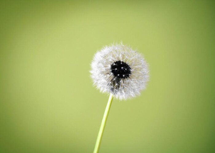 Fragility Greeting Card featuring the photograph Dandelion Seed Head On Green Background by Steven Puetzer