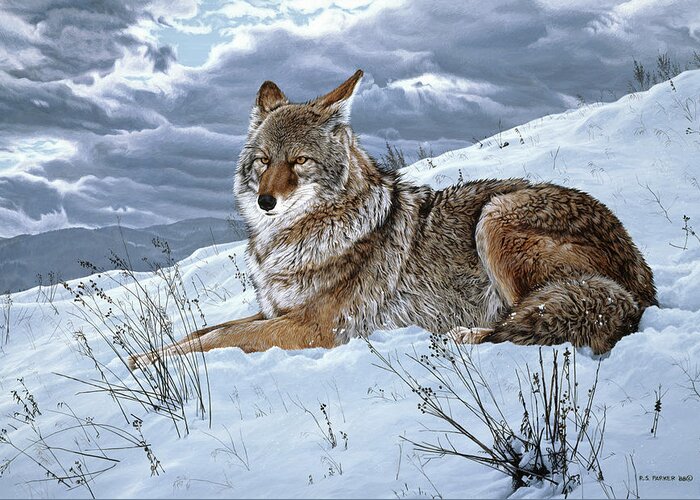 A Coyote Rests On A Snowy Hillside. Greeting Card featuring the painting Darkening Sky- Coyote by Ron Parker