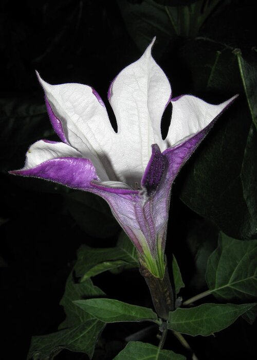 Outdoors Greeting Card featuring the photograph Datura Metel by Farmer Images