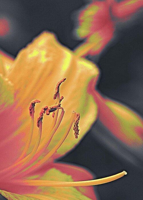 Floral Greeting Card featuring the photograph Day Lilly by Bearj B Photo Art