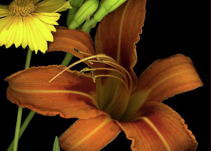 Day Lily And Coreopsis Greeting Card featuring the photograph Day Lily And Coreopsis by Susan S. Barmon