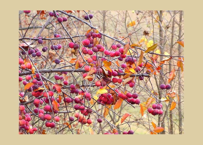 Crabapples Greeting Card featuring the photograph Days Of Autumn 20 by Will Borden