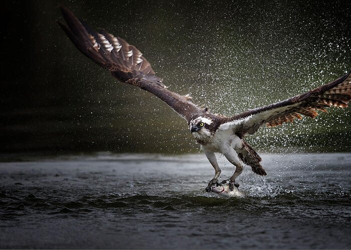 Osprey Greeting Card featuring the photograph Deadly Catch by Phillip Chang