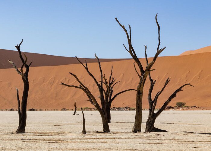 Landscape Greeting Card featuring the photograph Deadvlei desert by Mache Del Campo