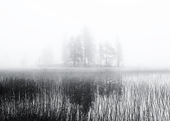 Swamp Greeting Card featuring the photograph Deep Bog by Julien Oncete