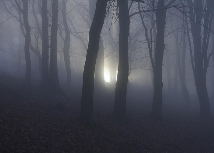Fog Greeting Card featuring the photograph Deep In The Forest by Nataa Cvetkovi?