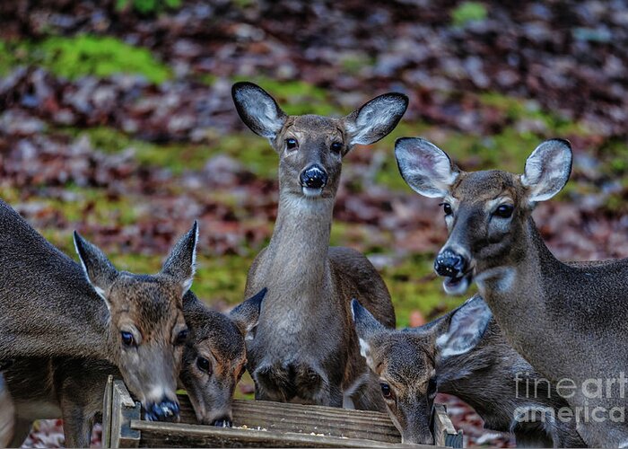 Deer Greeting Card featuring the photograph Deer Gathering by Buddy Morrison