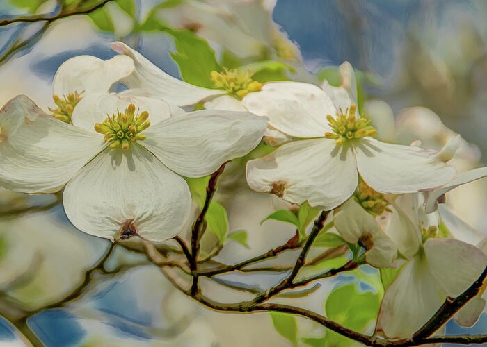 Dogwood Blossoms Greeting Card featuring the photograph Delicate Dogwoods by Marcy Wielfaert