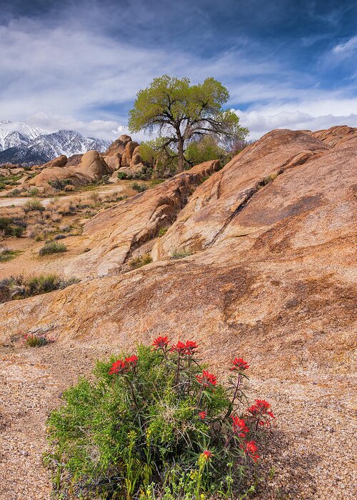 Desert Bloom Greeting Card featuring the photograph Desert Bloom by Michael Blanchette Photography