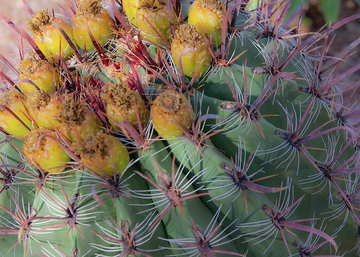  Greeting Card featuring the photograph Desert Botanical Garden Phoenix Arizona Barrel Cactus by Catherine Walters