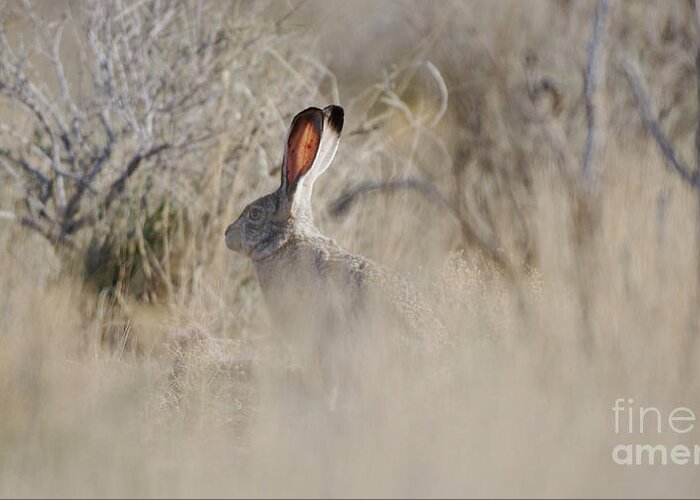 Desert Rabbit Greeting Card featuring the photograph Desert Bunny by Robert WK Clark
