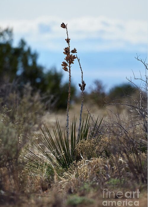 New Mexico Desert Greeting Card featuring the photograph Desert Flower by Robert WK Clark