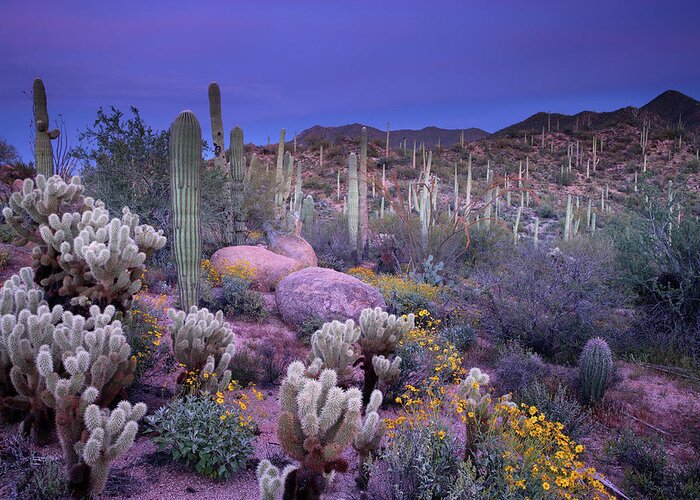 Saguaro Cactus Greeting Card featuring the photograph Desert Garden by Ericfoltz