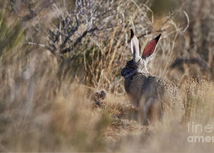 Desert Rabbit Greeting Card featuring the photograph Desert Hare by Robert WK Clark