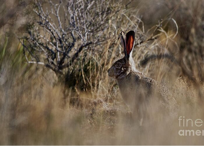 Desert Rabbit Greeting Card featuring the photograph Desert Rabbit by Robert WK Clark