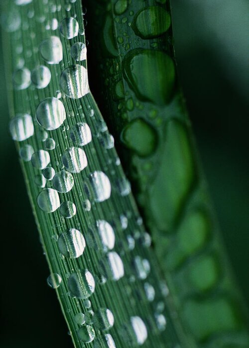 Grass Greeting Card featuring the photograph Dew Droplets On Grass, Unalaska Island by Art Wolfe