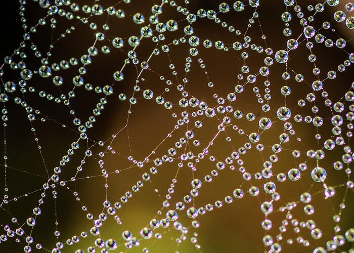 Natural Pattern Greeting Card featuring the photograph Dew Drops Macro by P. Medicus