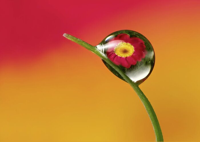 Outdoors Greeting Card featuring the photograph Dewdrop Refraction by Phil Corley  Goldenorfephotography