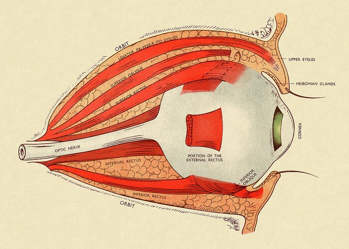 Anatomical Greeting Card featuring the drawing Diagram of Human Eye by CSA Images